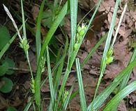 Carex oligocarpa