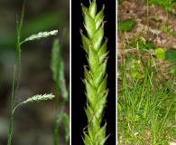 Carex oxylepis