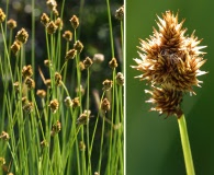 Carex pachystachya