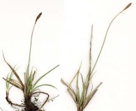 Carex parryana