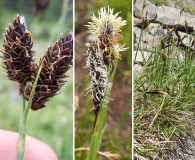 Carex paysonis