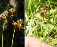 Carex praticola