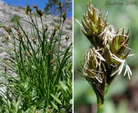 Carex preslii