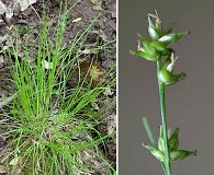 Carex rosea