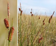 Carex rotundata