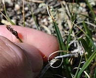 Carex rupestris