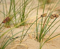 Carex sabulosa