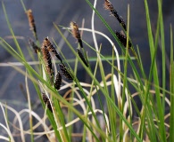 Carex saxatilis