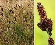 Carex scopulorum