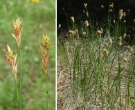 Carex siccata