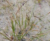 Carex silicea