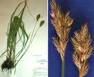 Carex specifica