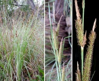 Carex spissa