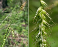 Carex sprengelii