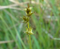 Carex sterilis