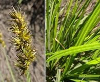 Carex stipata