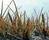 Carex subspathacea