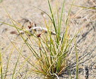 Carex supina