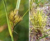 Carex sychnocephala