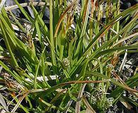 Carex umbellata