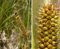 Carex utriculata