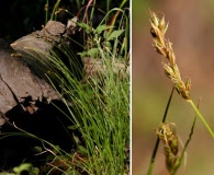 Carex vallicola