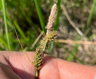 Carex vestita