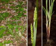 Carex virescens