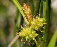 Carex viridula