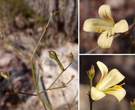 Carlowrightia pectinata