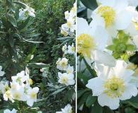 Carpenteria californica