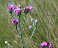 Carphephorus tomentosus