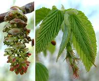 Carpinus caroliniana