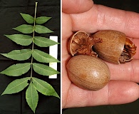 Carya illinoinensis