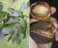 Carya laciniosa