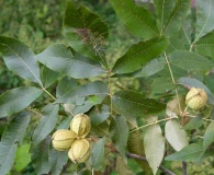 Carya myristiciformis