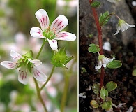 Cascadia nuttallii