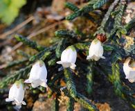 Cassiope lycopodioides