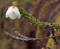 Cassiope stelleriana