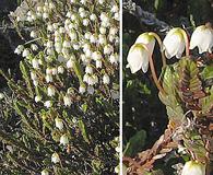 Cassiope tetragona