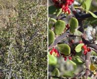 Castela peninsularis