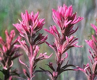 Castilleja angustifolia