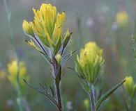 Castilleja aquariensis