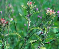 Castilleja arvensis