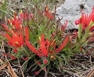 Castilleja bella