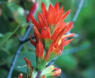 Castilleja brevilobata