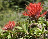 Castilleja chambersii