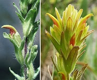 Castilleja chlorotica