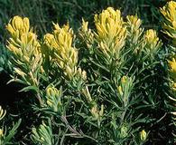 Castilleja citrina