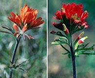 Castilleja coccinea